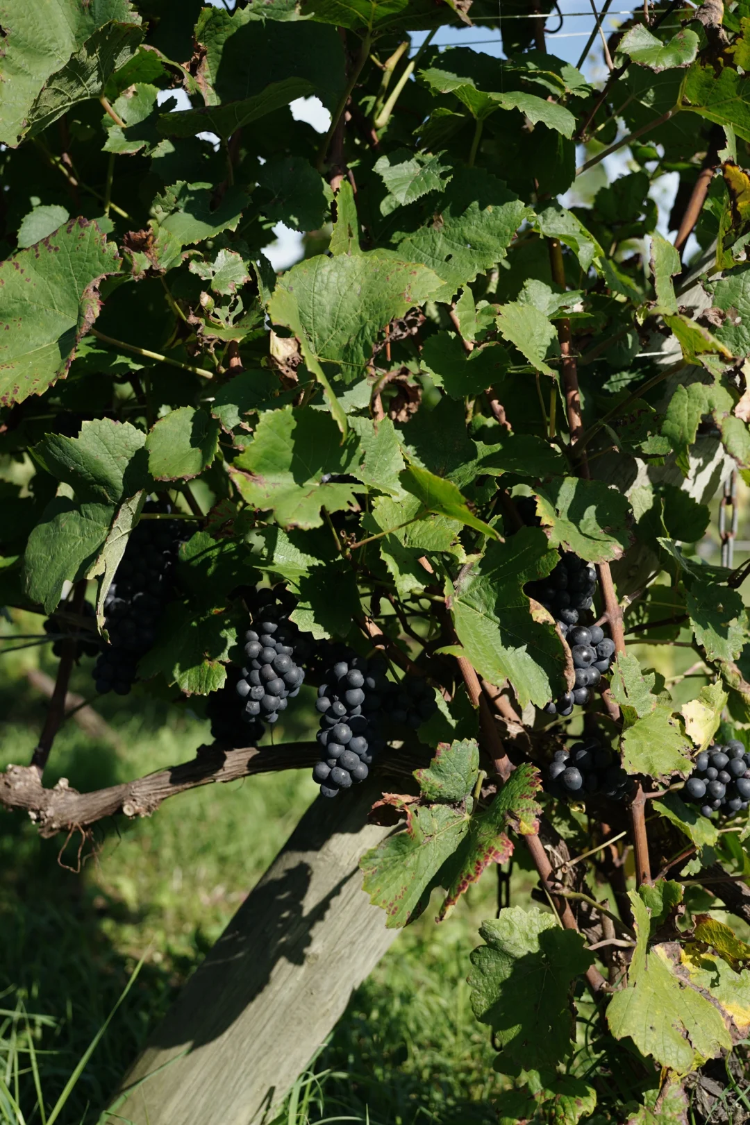 今年喝过最棒的三支日本wine都出自这个酒庄