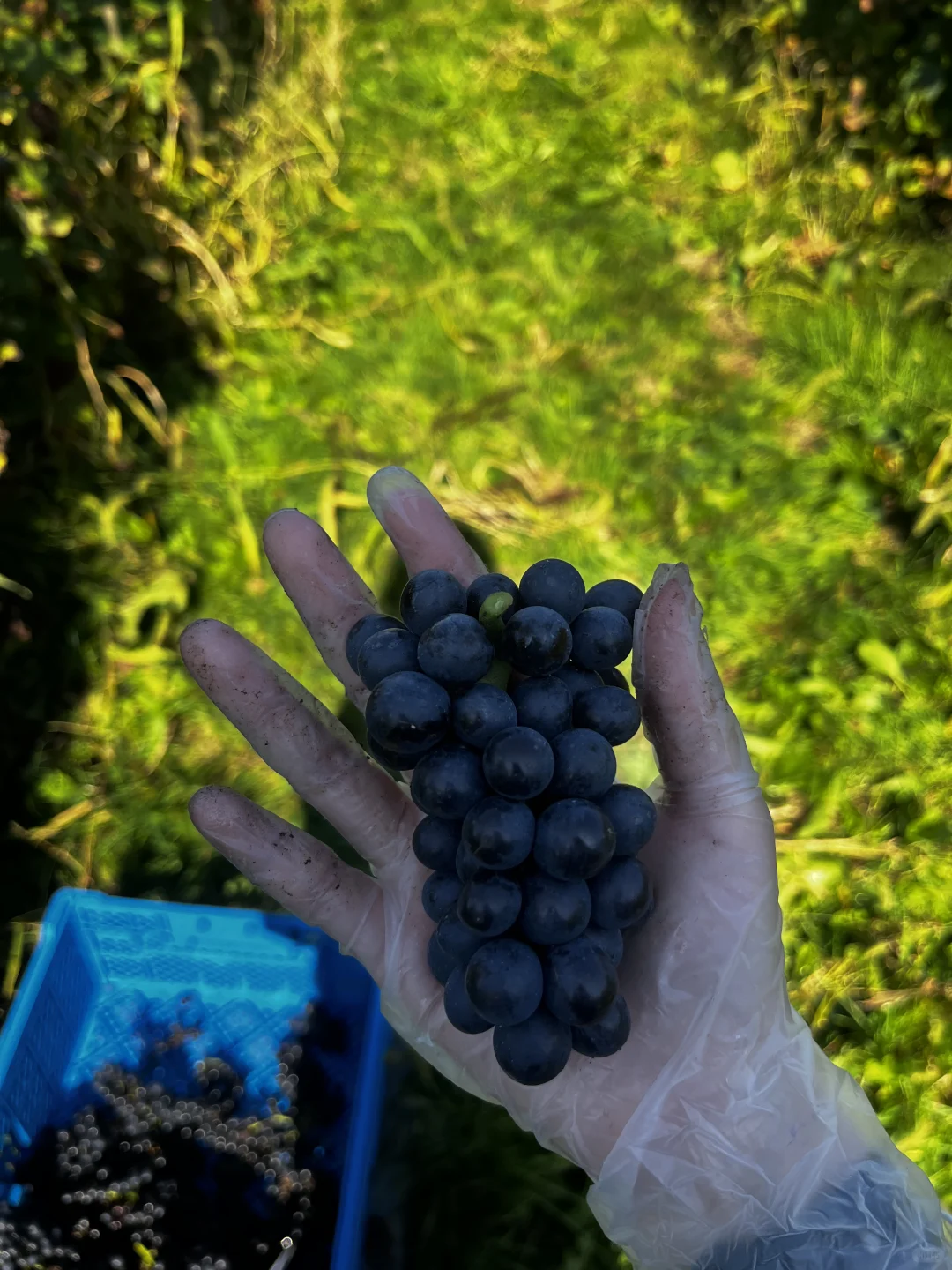 今年喝过最棒的三支日本wine都出自这个酒庄