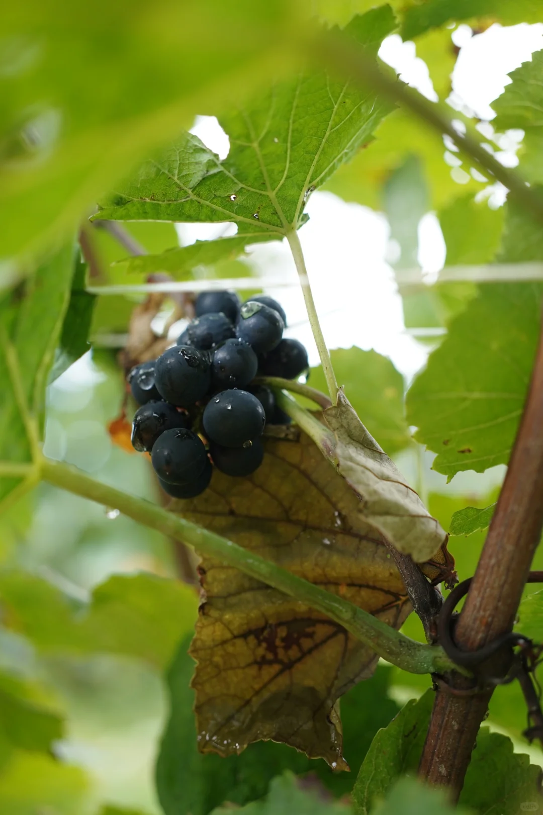 今年喝过最棒的三支日本wine都出自这个酒庄