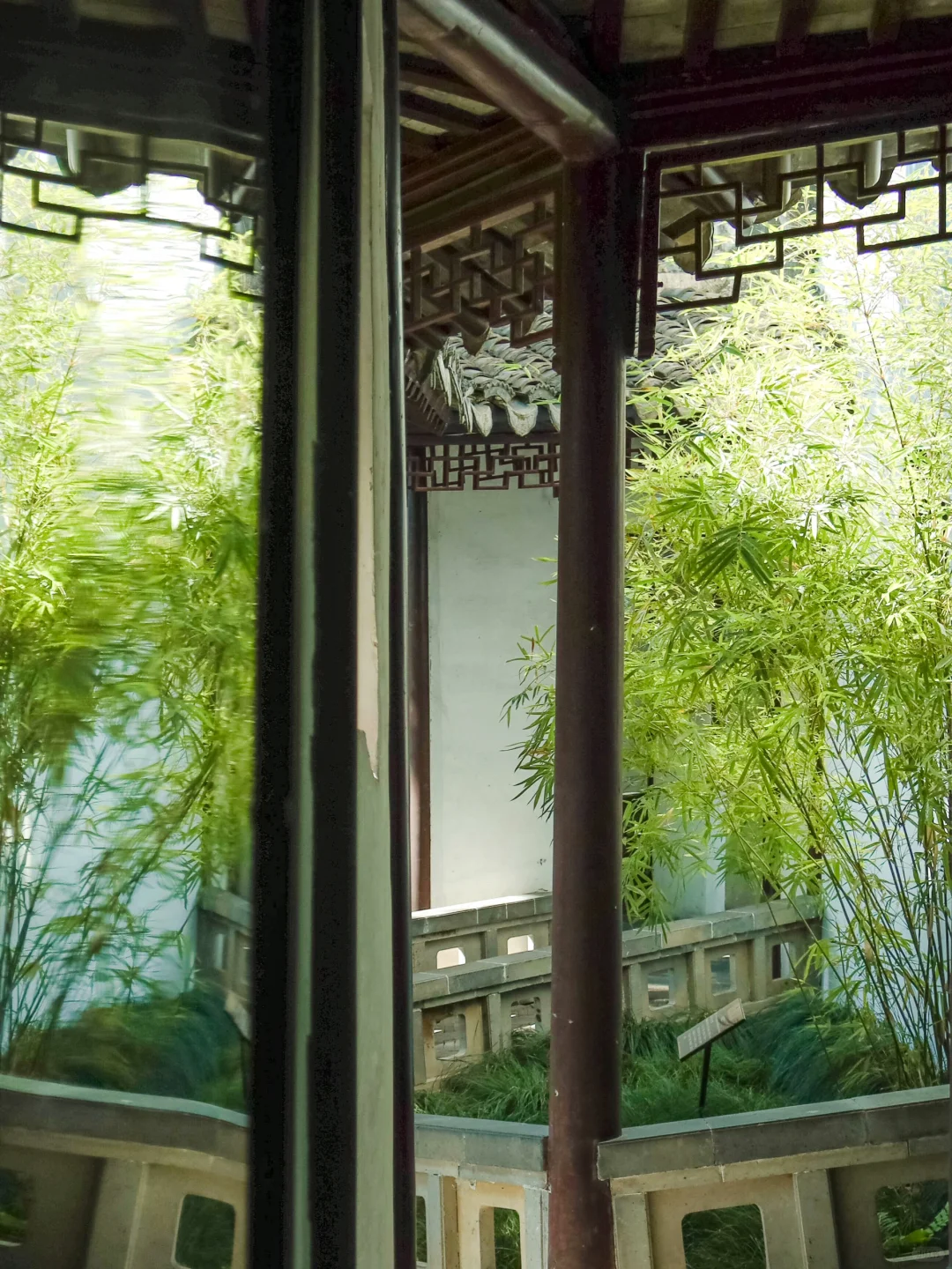 竹影映夏｜与国台奔赴一场夏野 ?