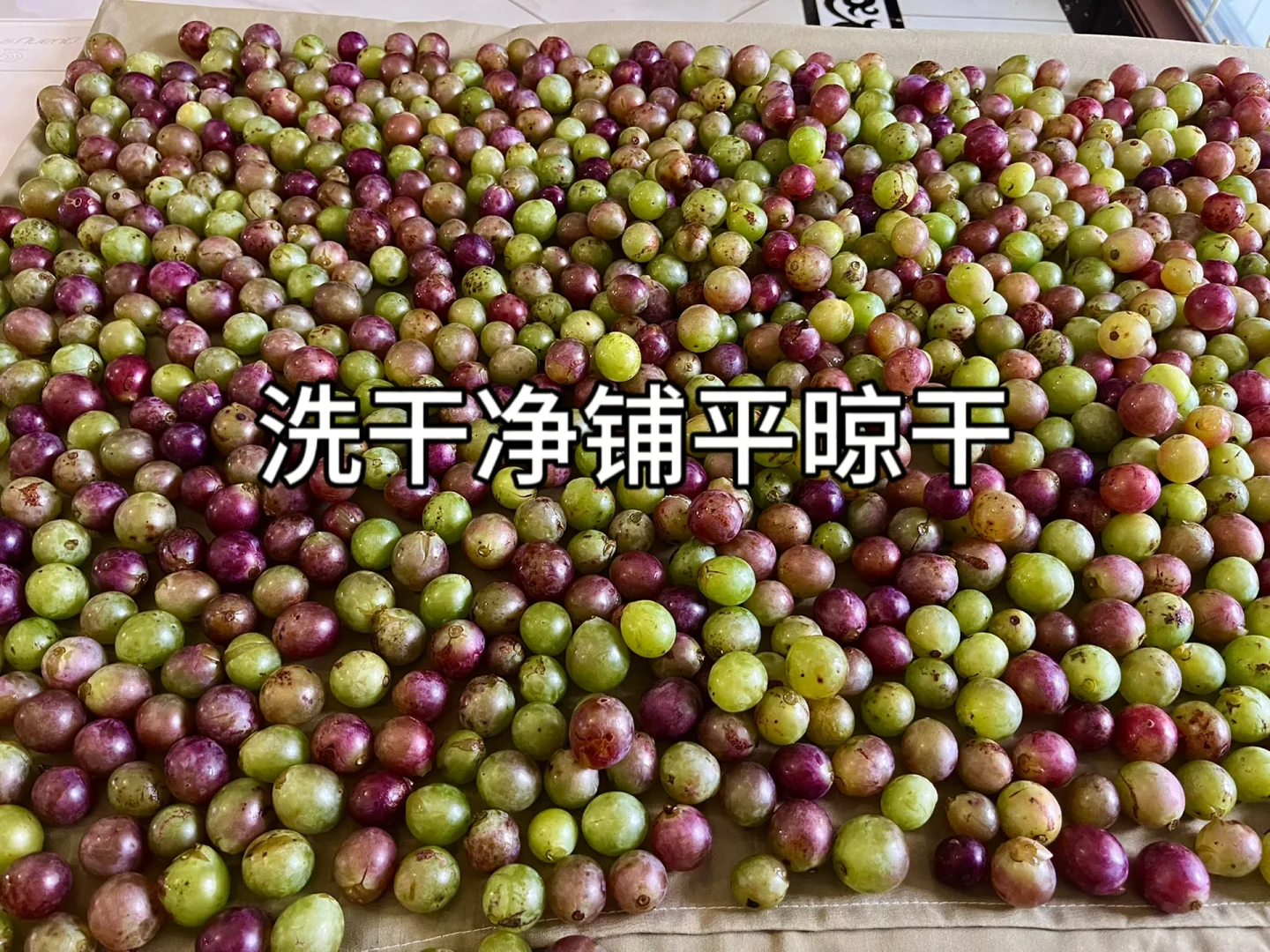 第一次自己做葡萄酒，这算成功了吗❗️❓