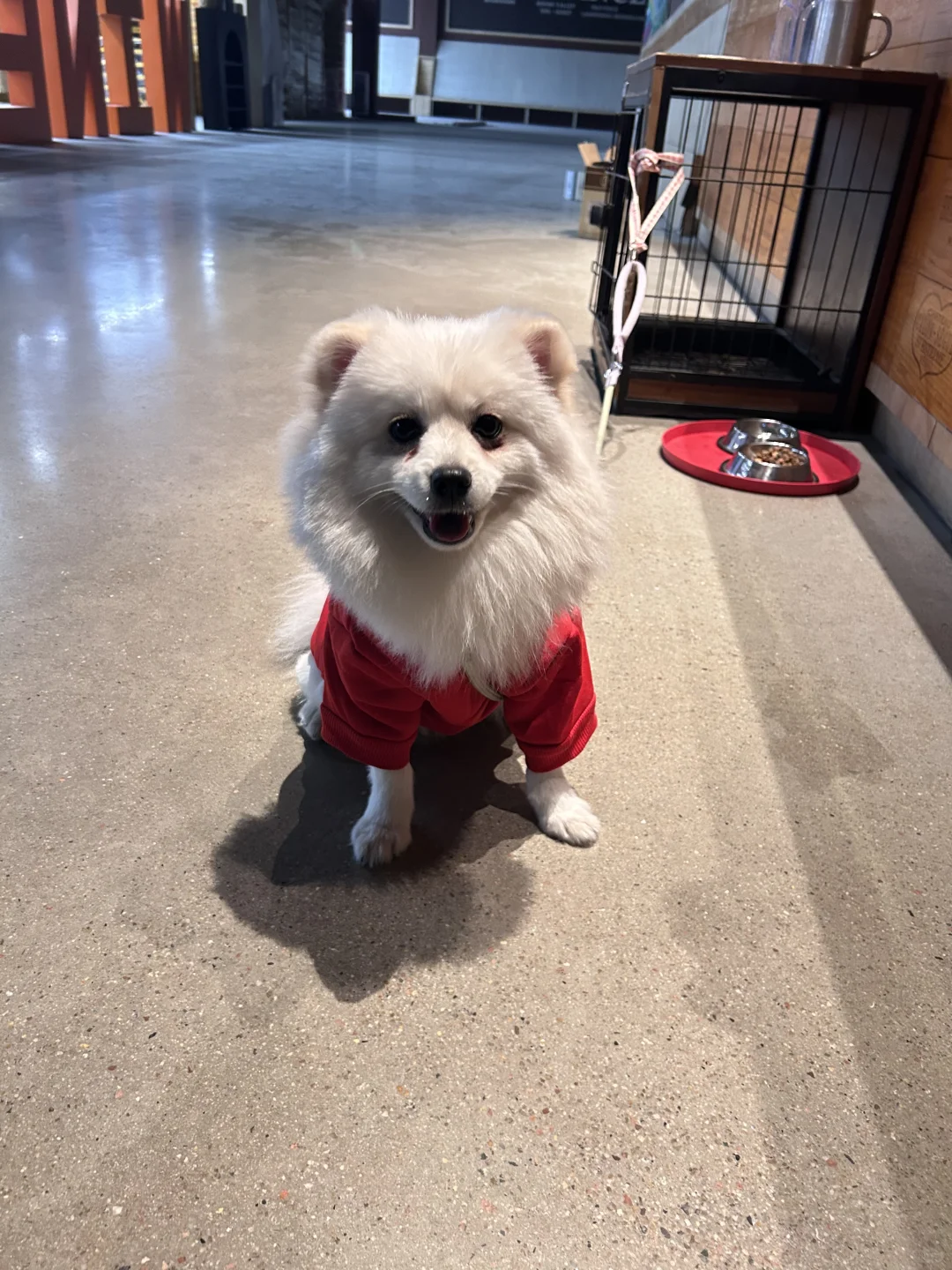 从葡萄酒到宠物店转行，我如何把热爱变事业