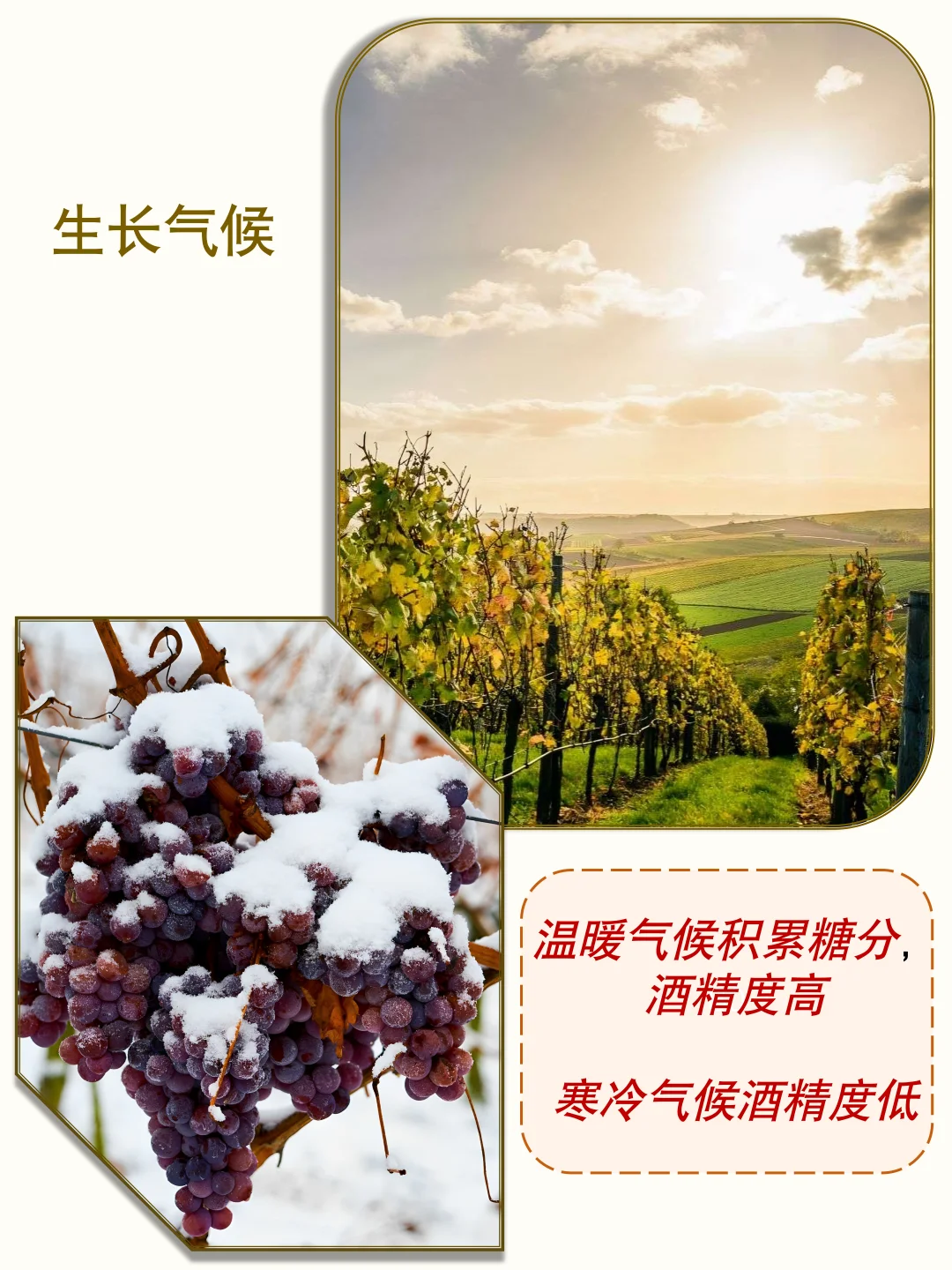 葡萄酒的酒精度