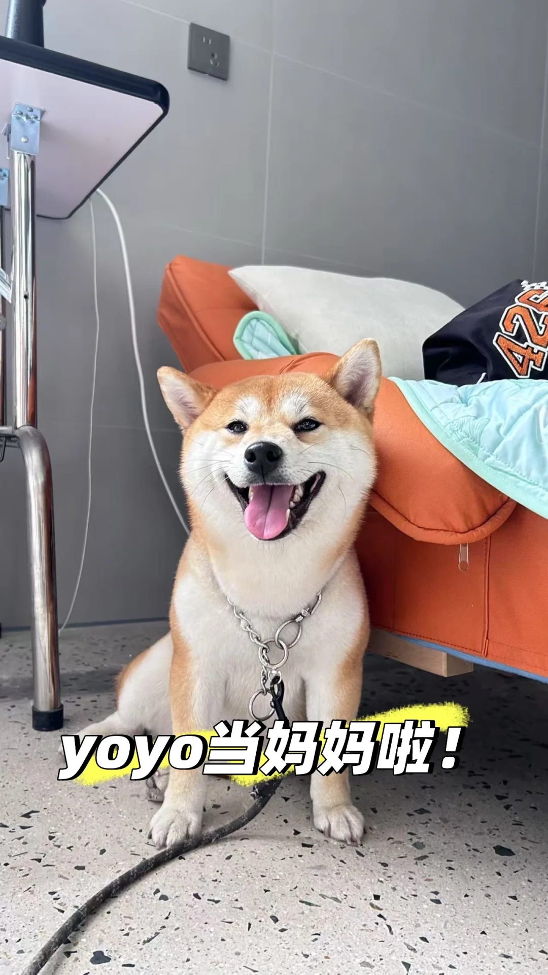 从葡萄酒到宠物店转行，我如何把热爱变事业