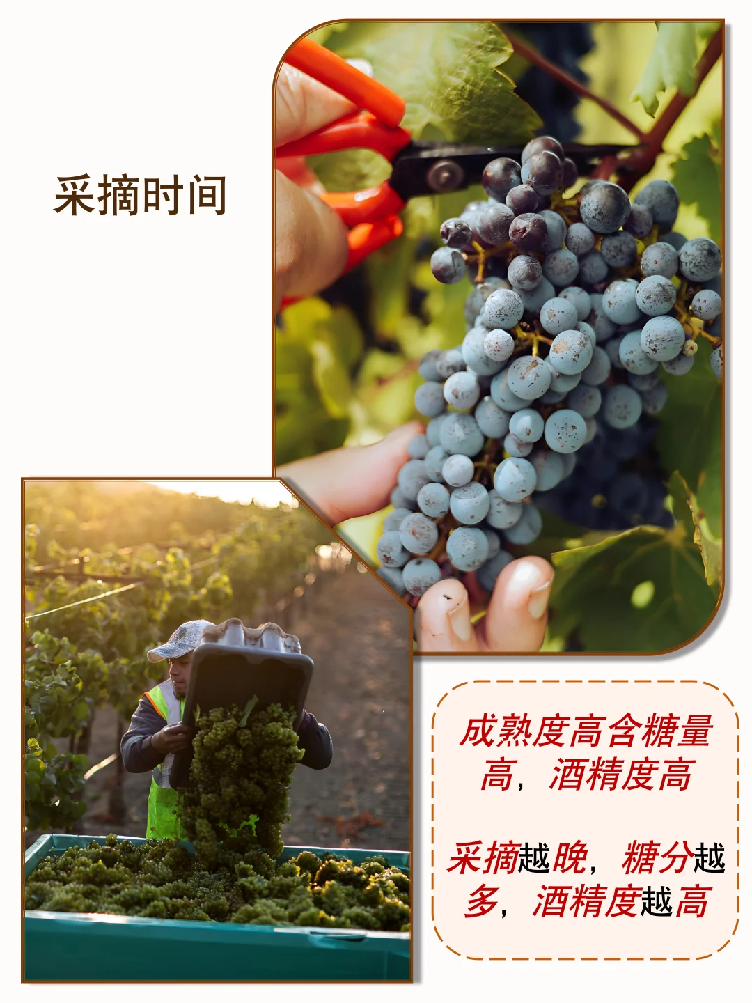 葡萄酒的酒精度