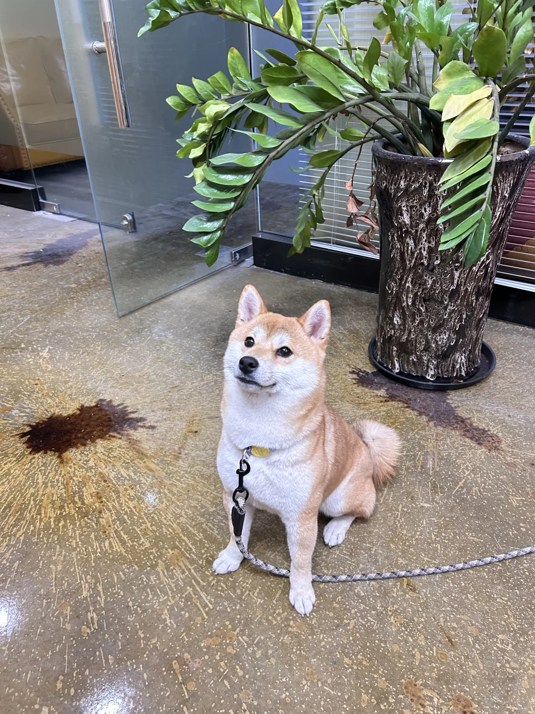 从葡萄酒到宠物店转行，我如何把热爱变事业