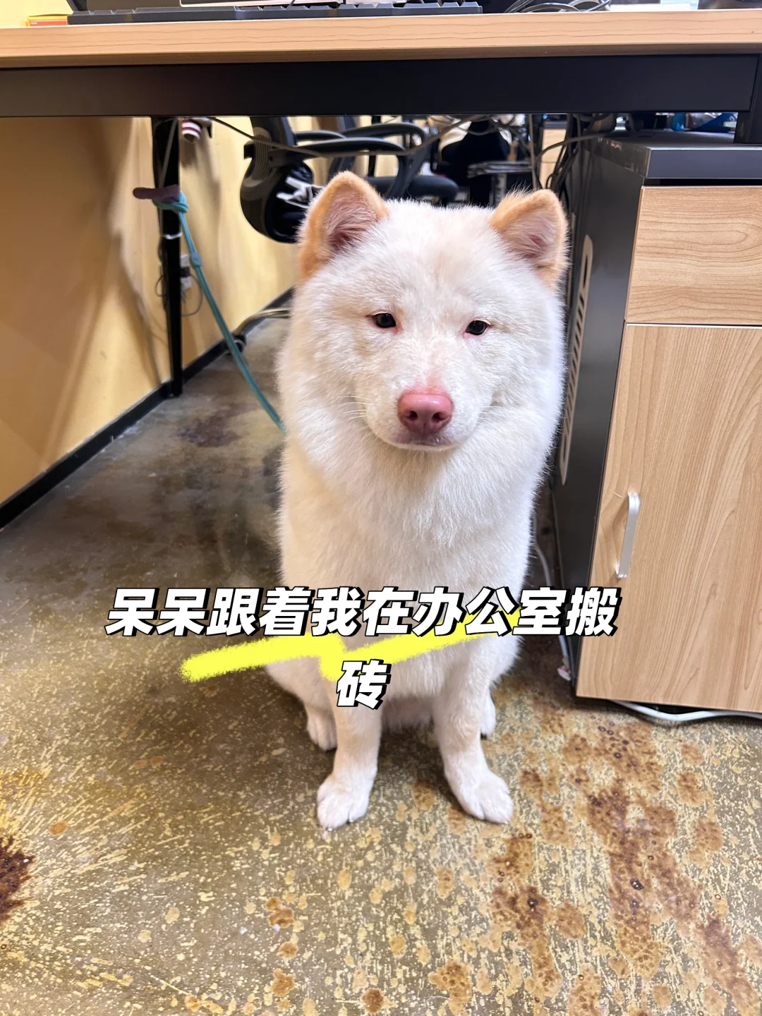 从葡萄酒到宠物店转行，我如何把热爱变事业