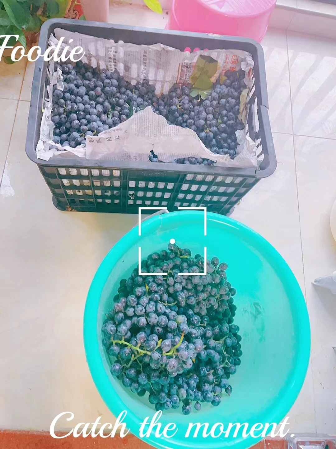 30斤自制葡萄酒｜果香炸裂！传家配方巨简单