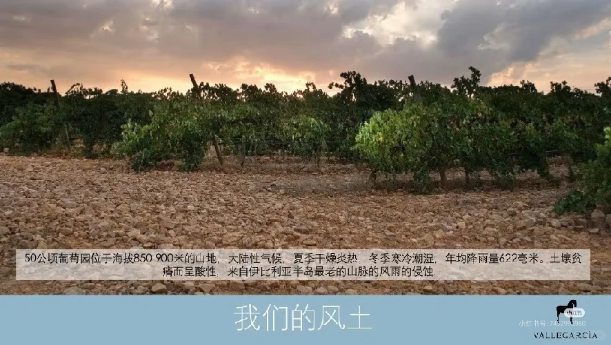 好酒推荐:西班牙??小伊比利亚干红