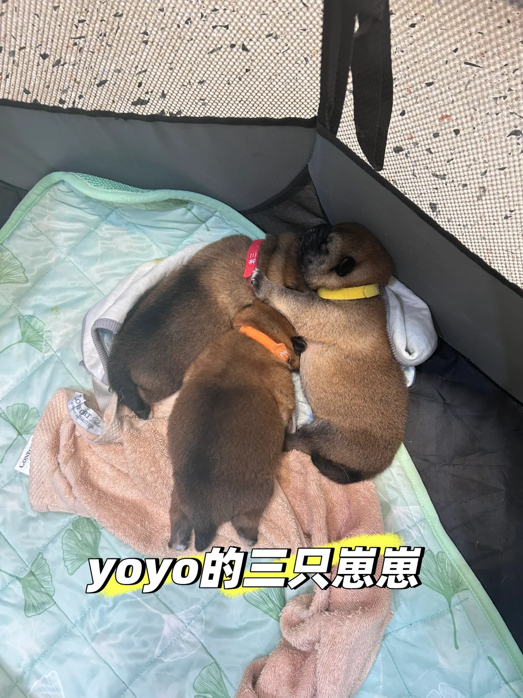从葡萄酒到宠物店转行，我如何把热爱变事业