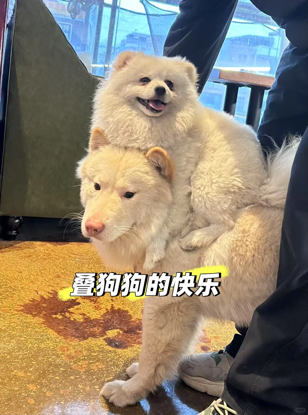 从葡萄酒到宠物店转行，我如何把热爱变事业