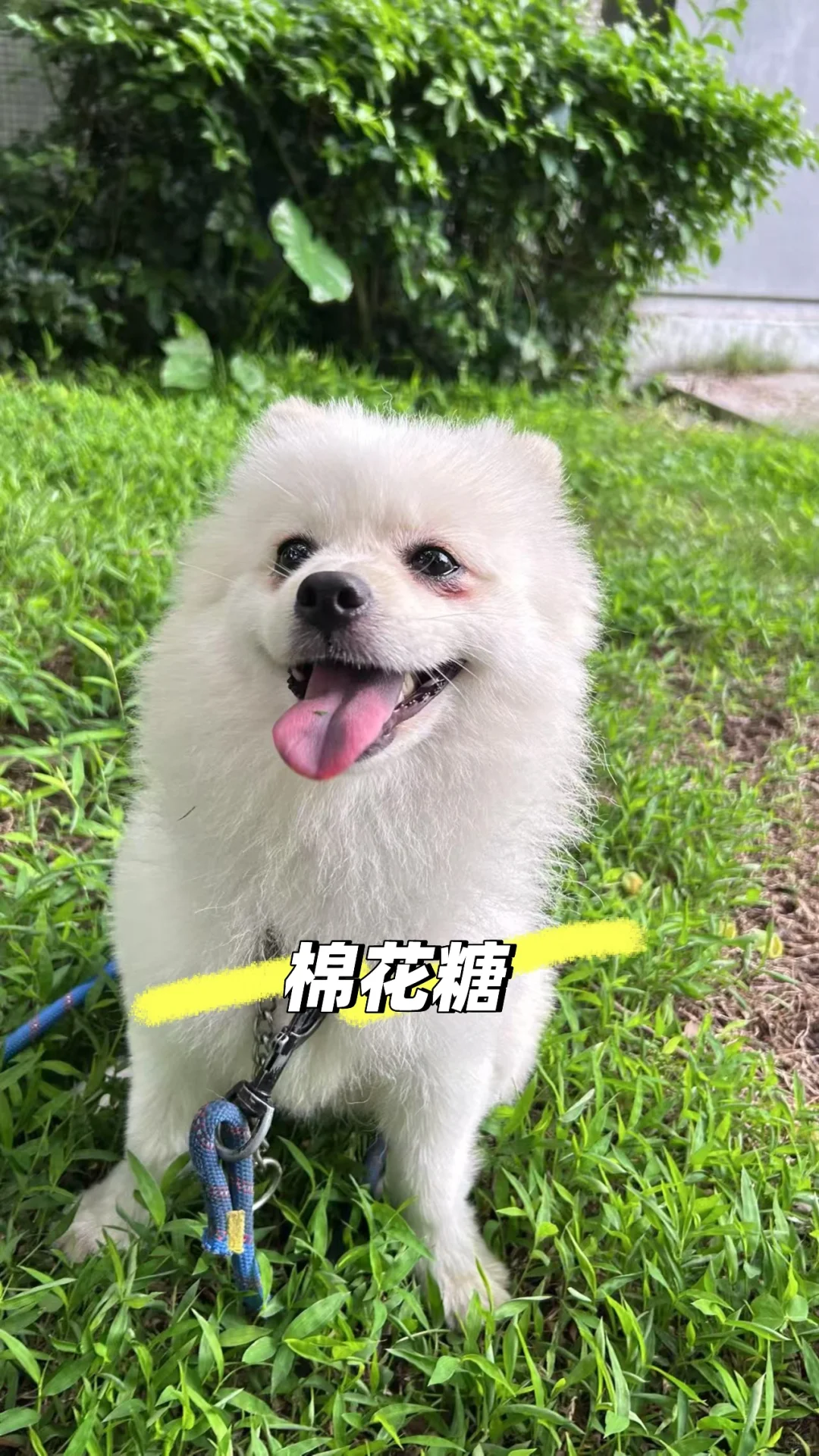 从葡萄酒到宠物店转行，我如何把热爱变事业