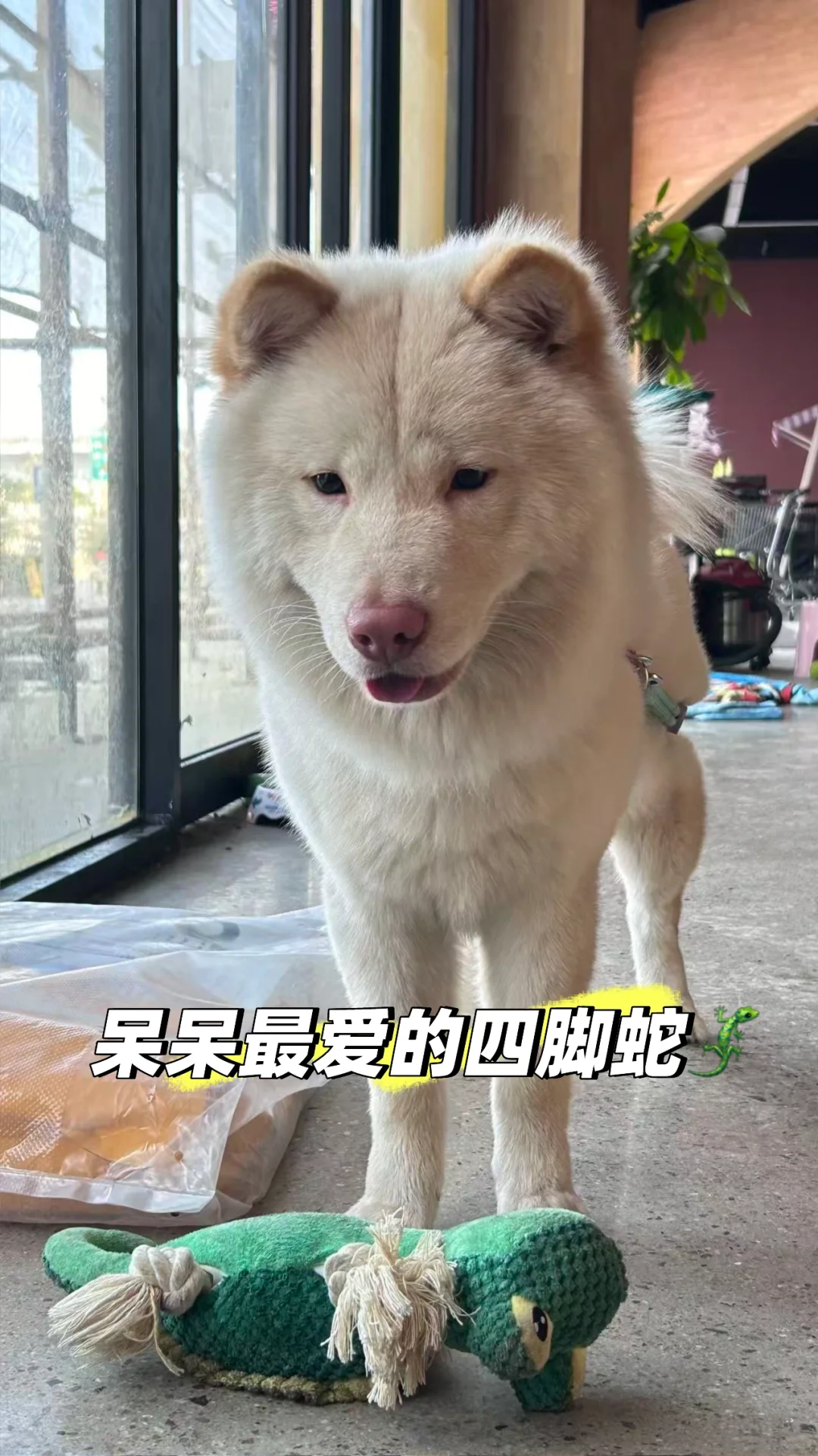从葡萄酒到宠物店转行，我如何把热爱变事业
