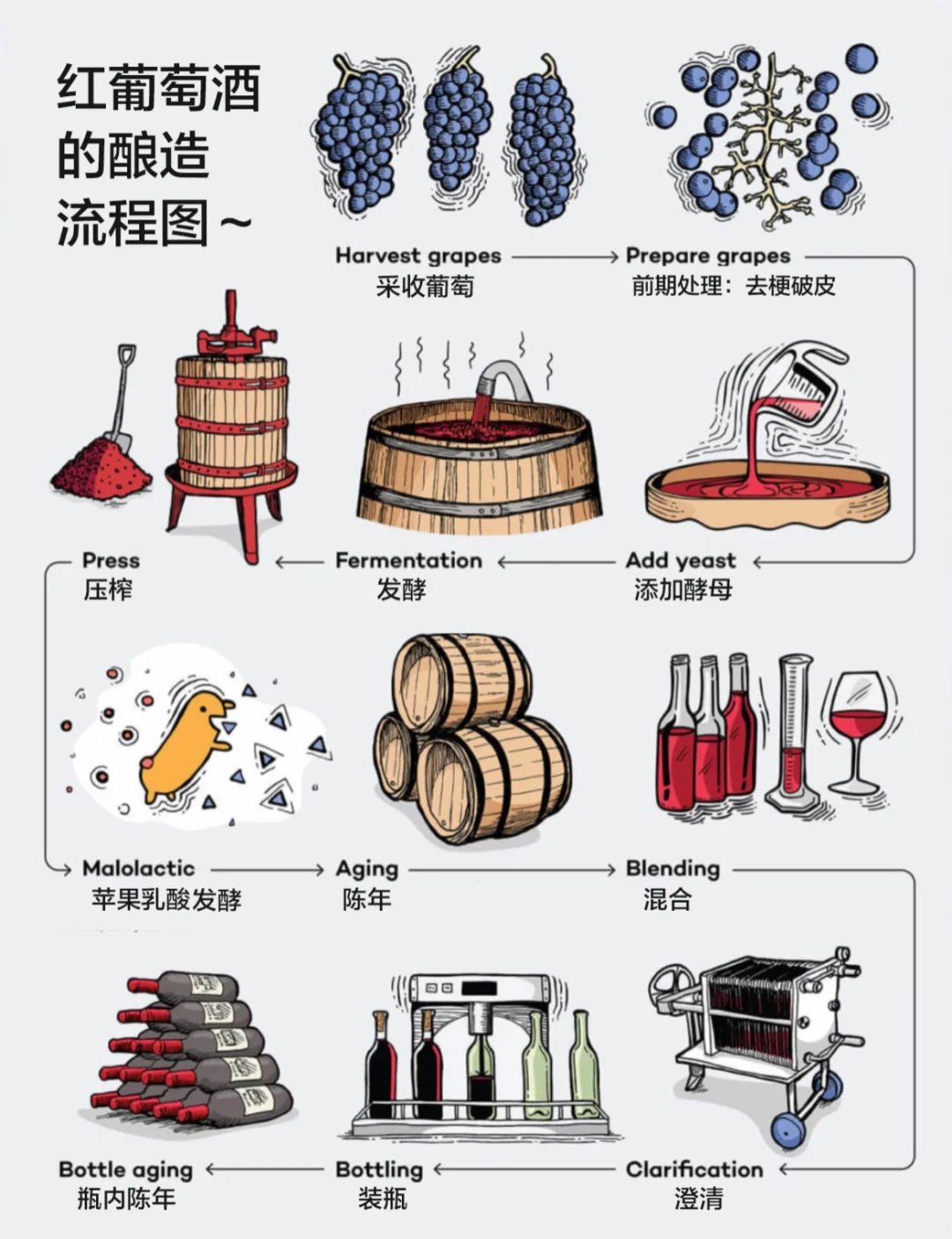 葡萄酒酿造大揭秘 ！