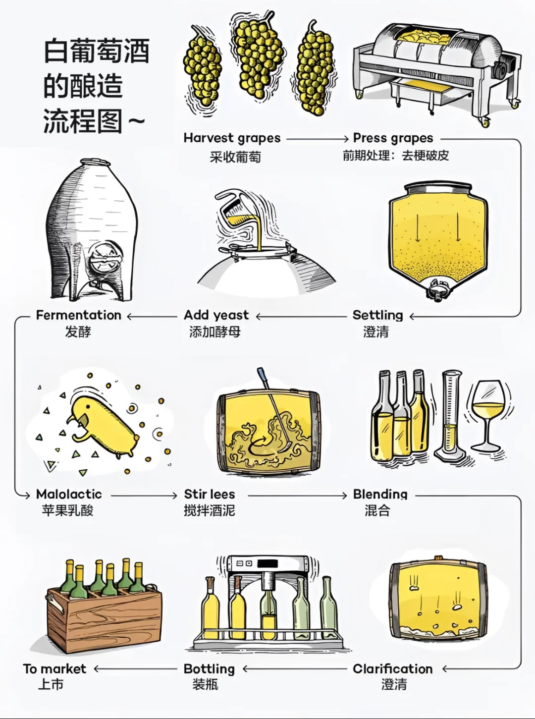 葡萄酒酿造大揭秘 ！
