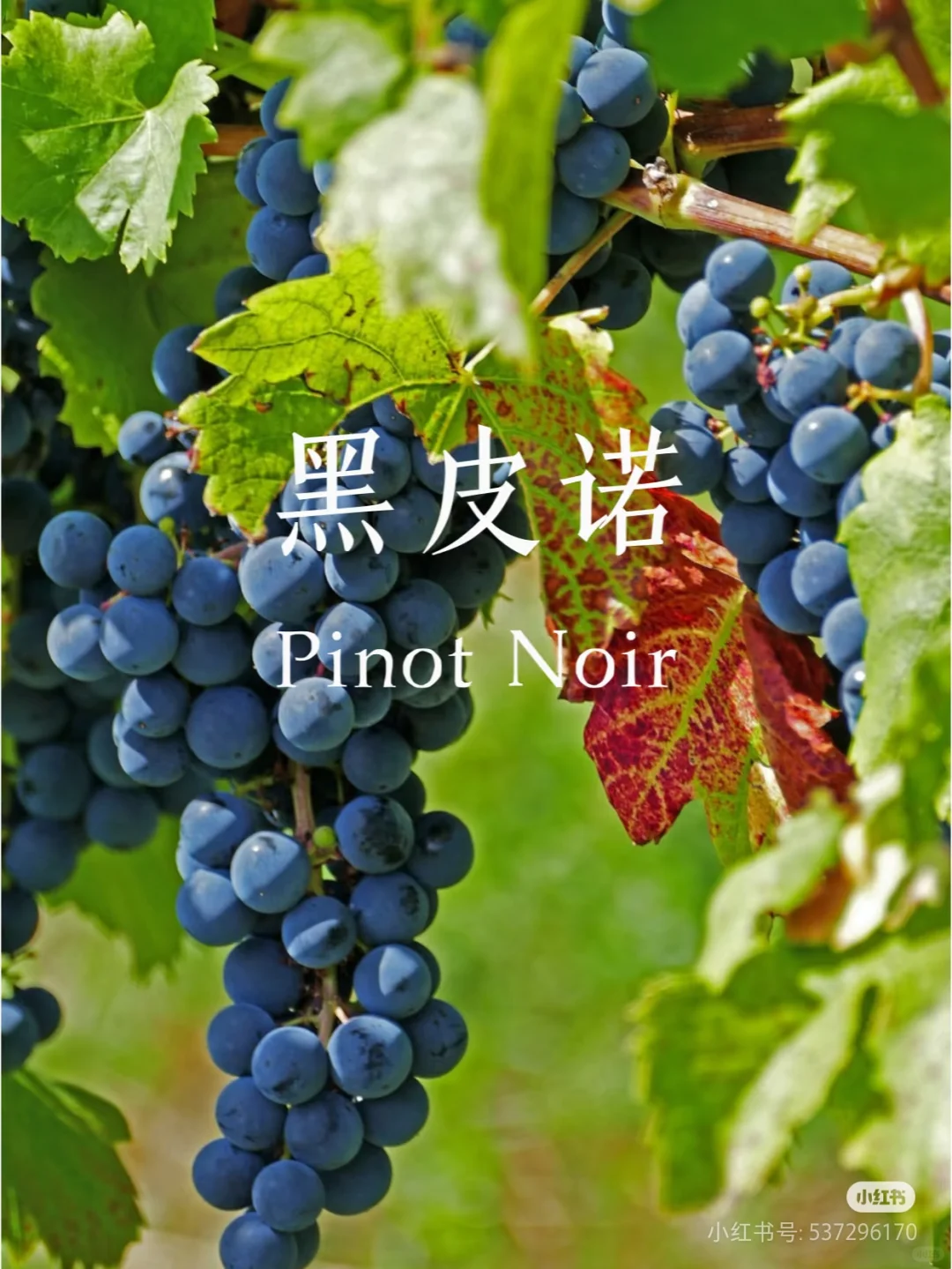 认识一种葡萄酒——黑皮诺
