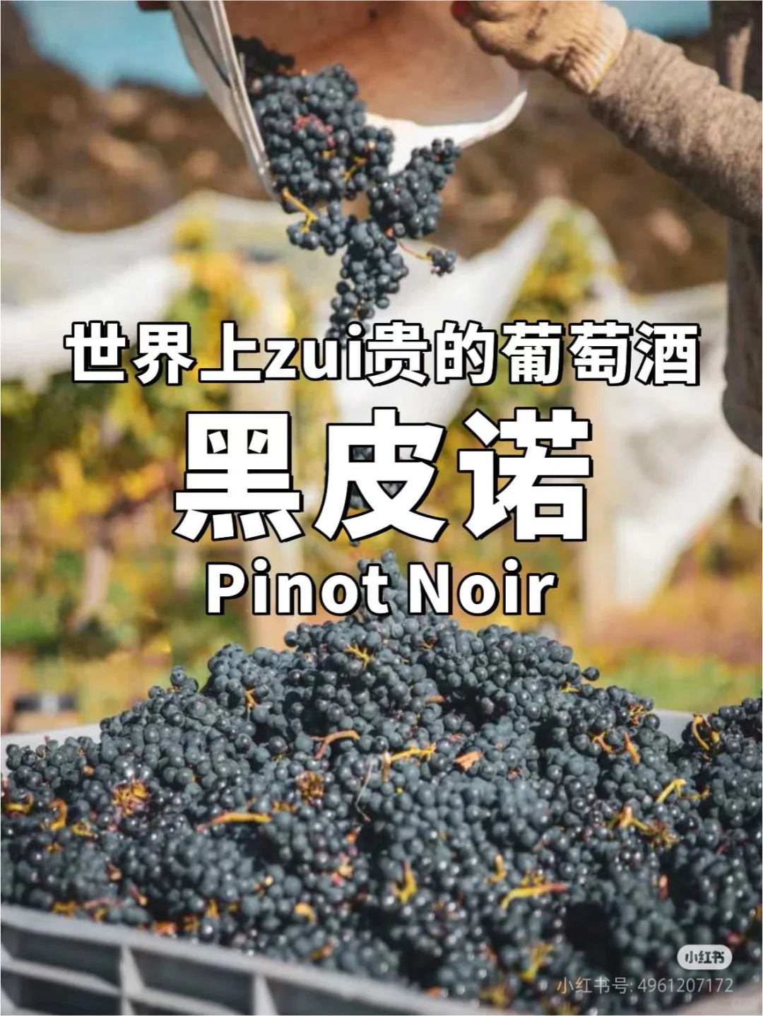 认识一种葡萄酒——黑皮诺