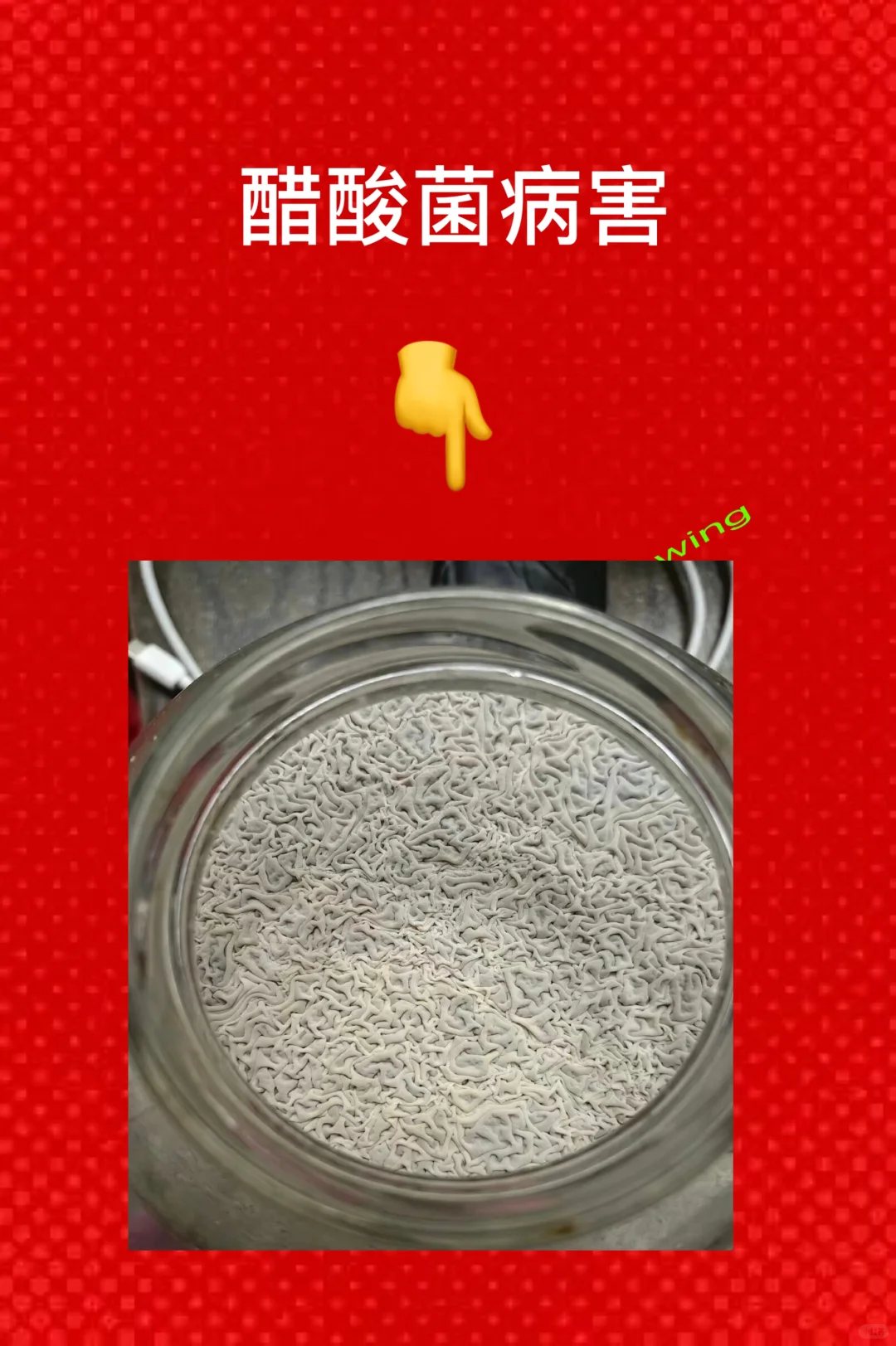 葡萄酒微生物病害及防治