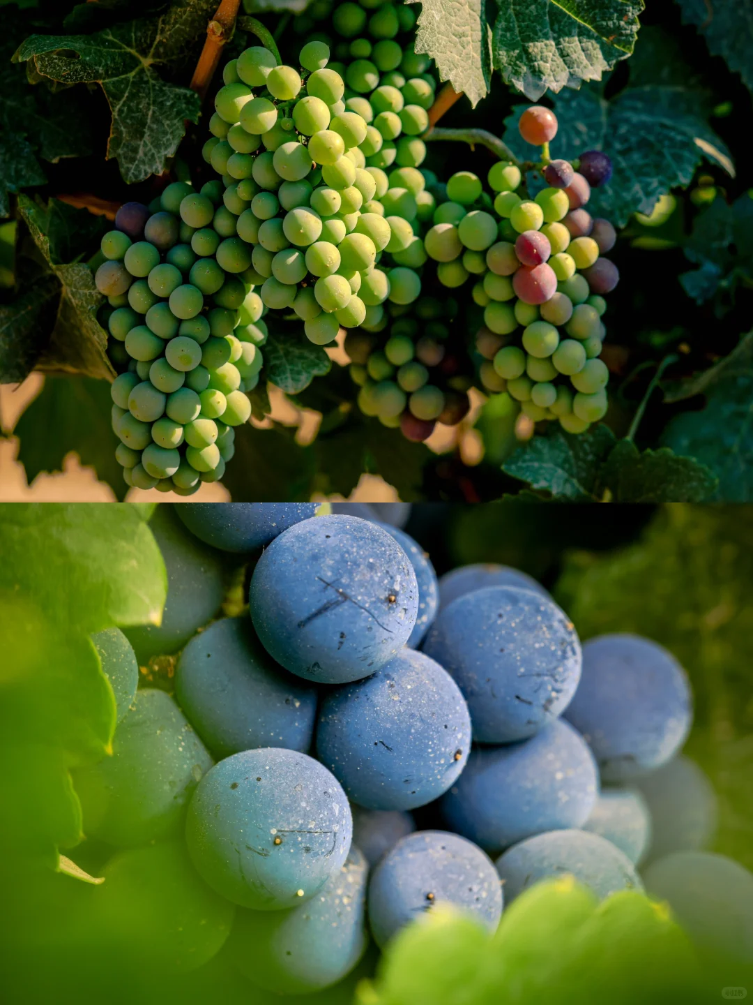 在宁夏，建一个酒庄需要多少钱❓
