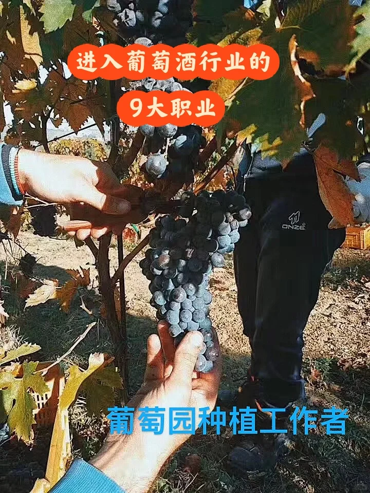 告诉你进入葡萄酒行业的九大理想职业