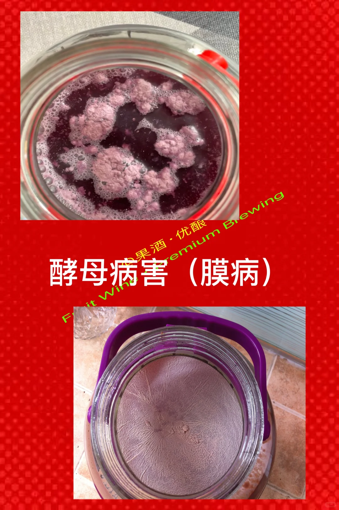 葡萄酒微生物病害及防治