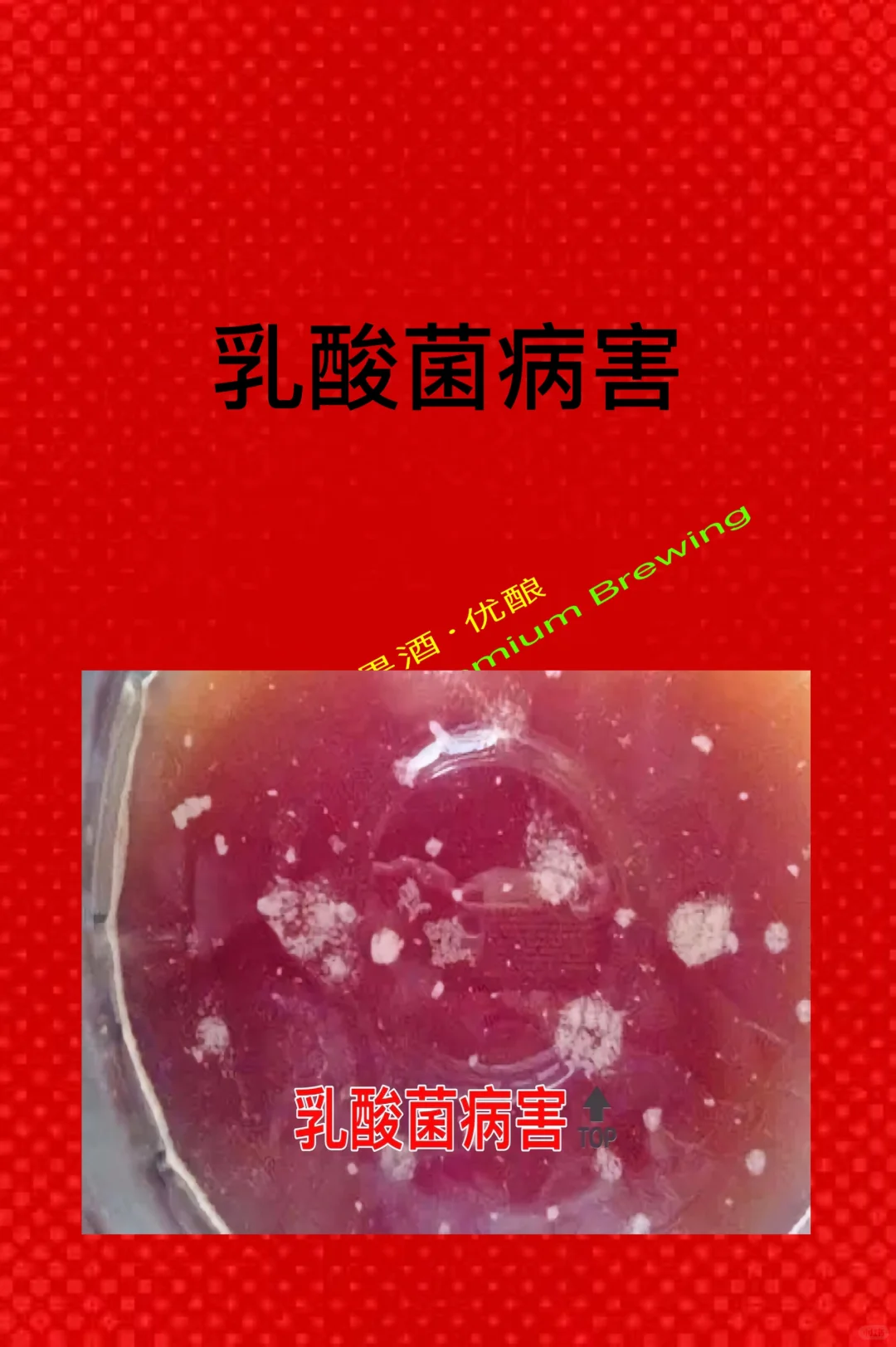 葡萄酒微生物病害及防治