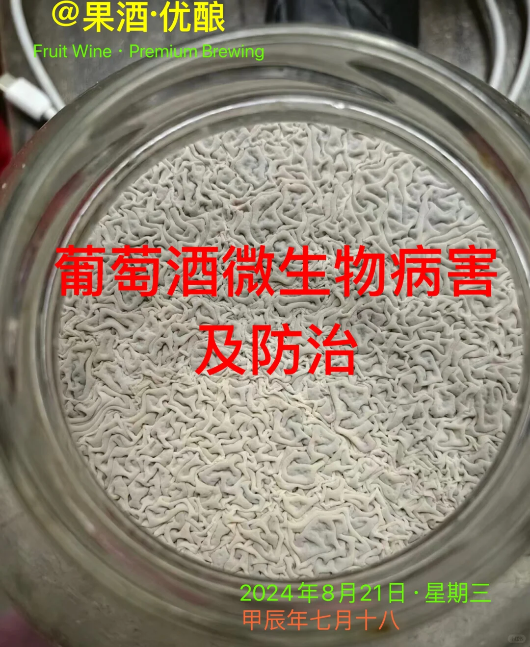 葡萄酒微生物病害及防治