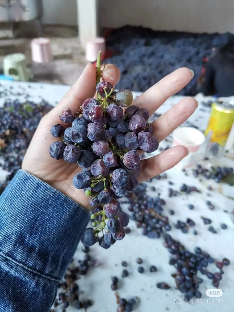 答疑贴，什么是风干葡萄酒？