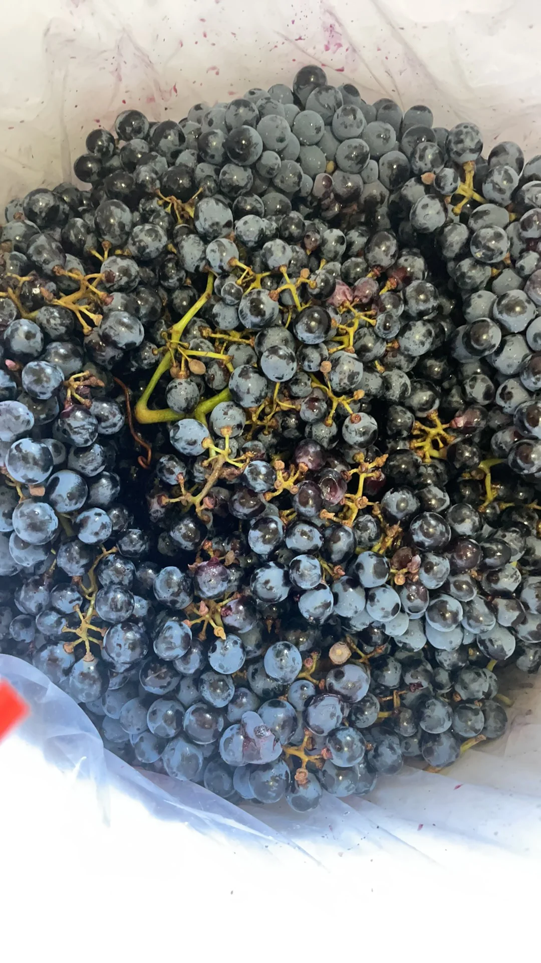 家庭版自制葡萄酒，感觉自己就是个DIY达人