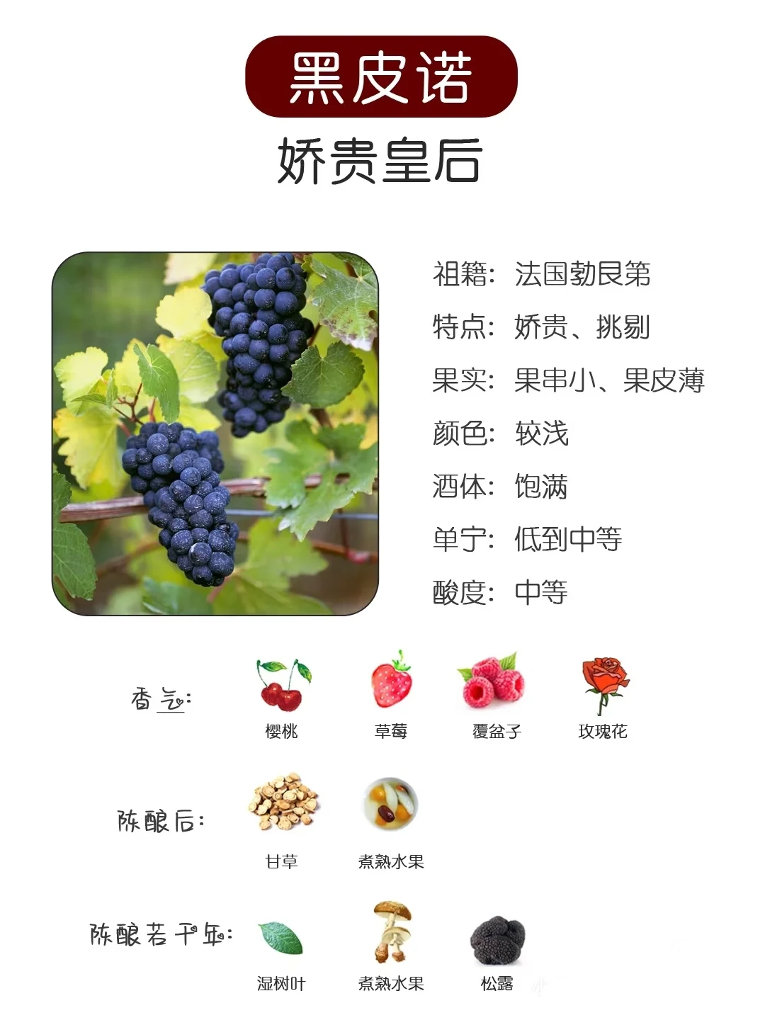 收藏⭐一文速通六大葡萄酒品种图鉴?