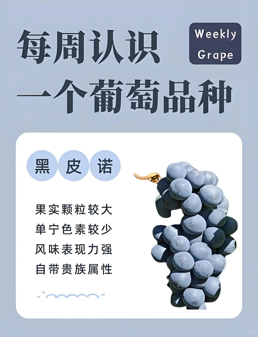 每周认识一个葡萄品种（黑皮诺）
