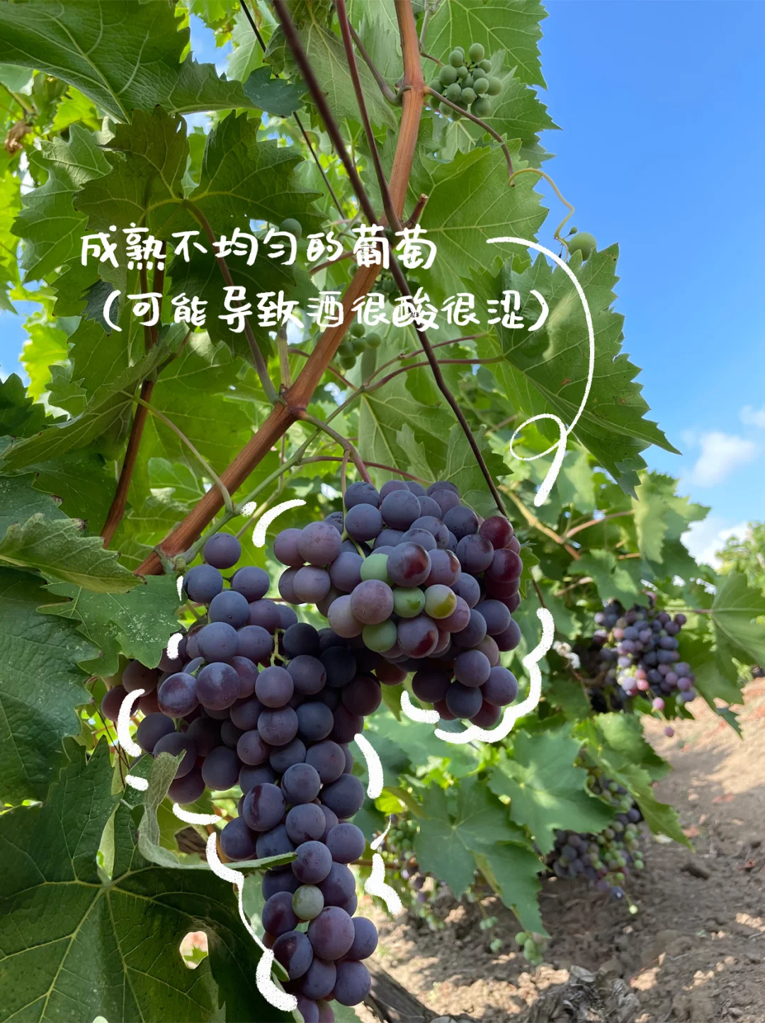 不选酸涩红酒，从不懂到十分懂