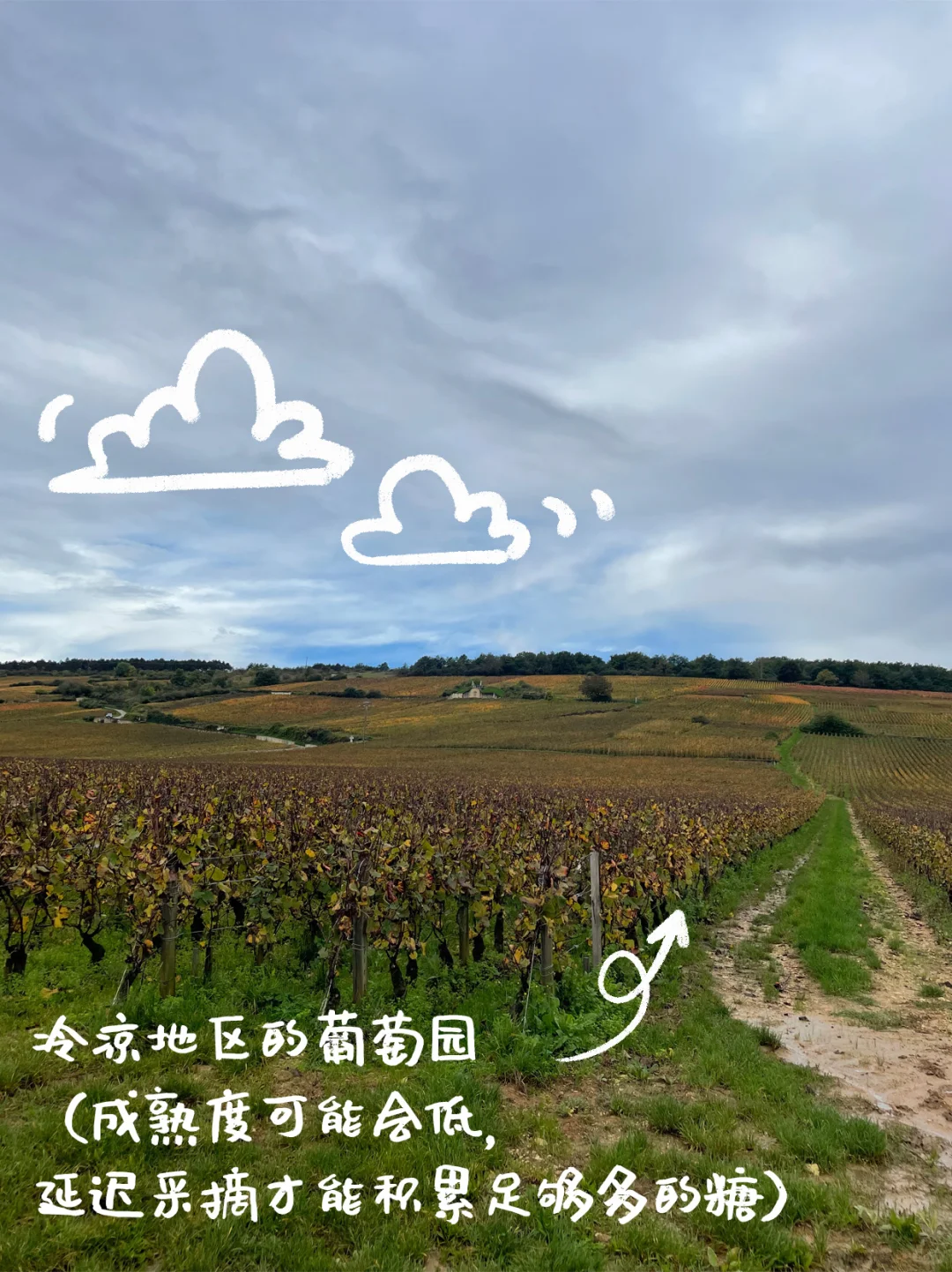 不选酸涩红酒，从不懂到十分懂