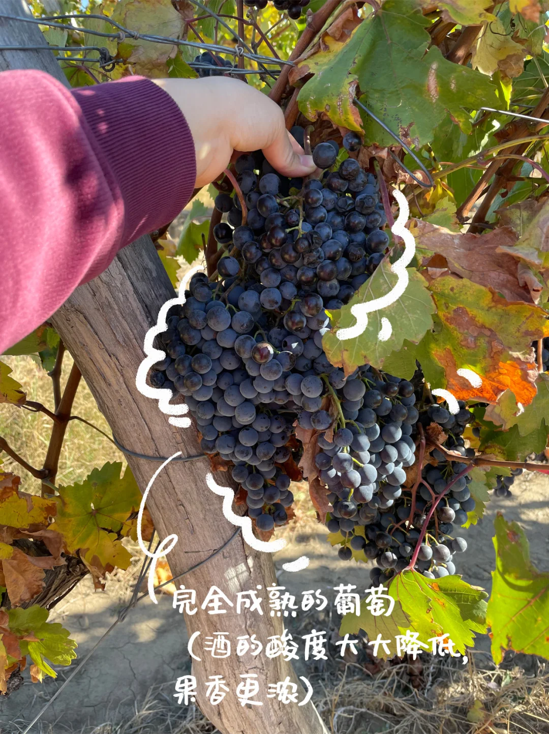 不选酸涩红酒，从不懂到十分懂