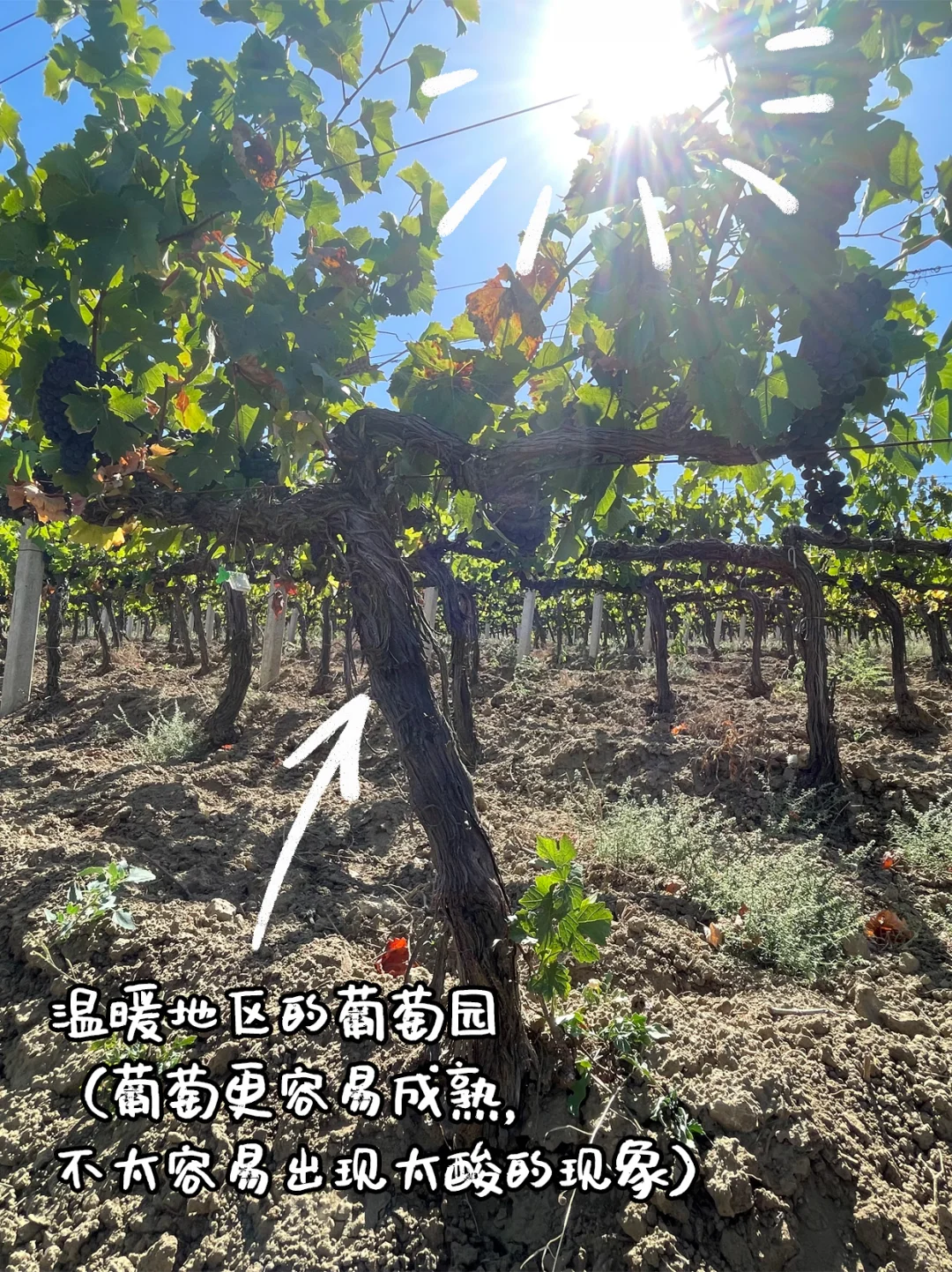 不选酸涩红酒，从不懂到十分懂