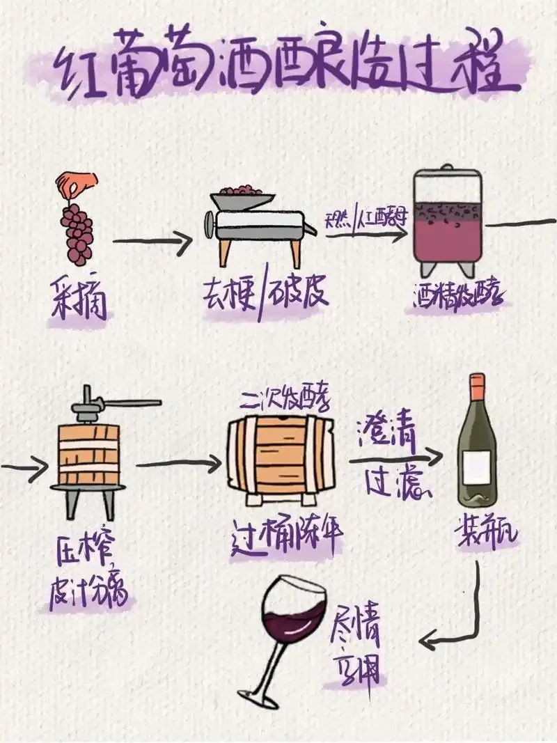 ?【揭秘红葡萄酒的酿造之旅】