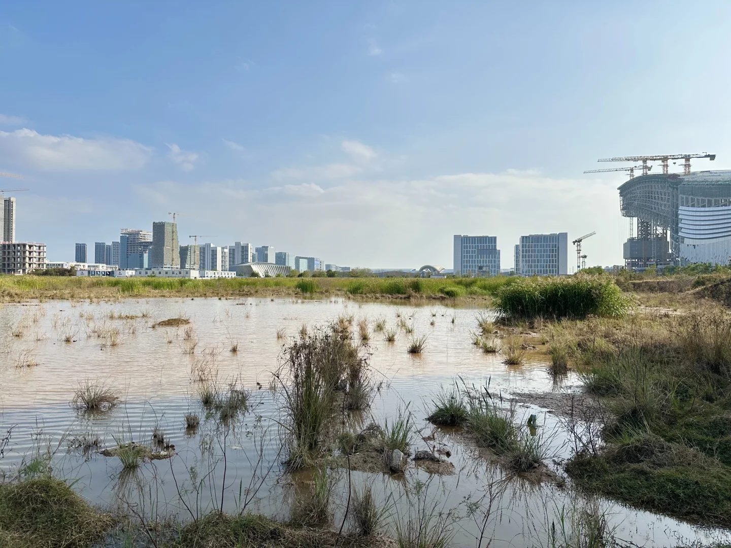 解锁新机位，会展湾这片湿地在悄悄变美?