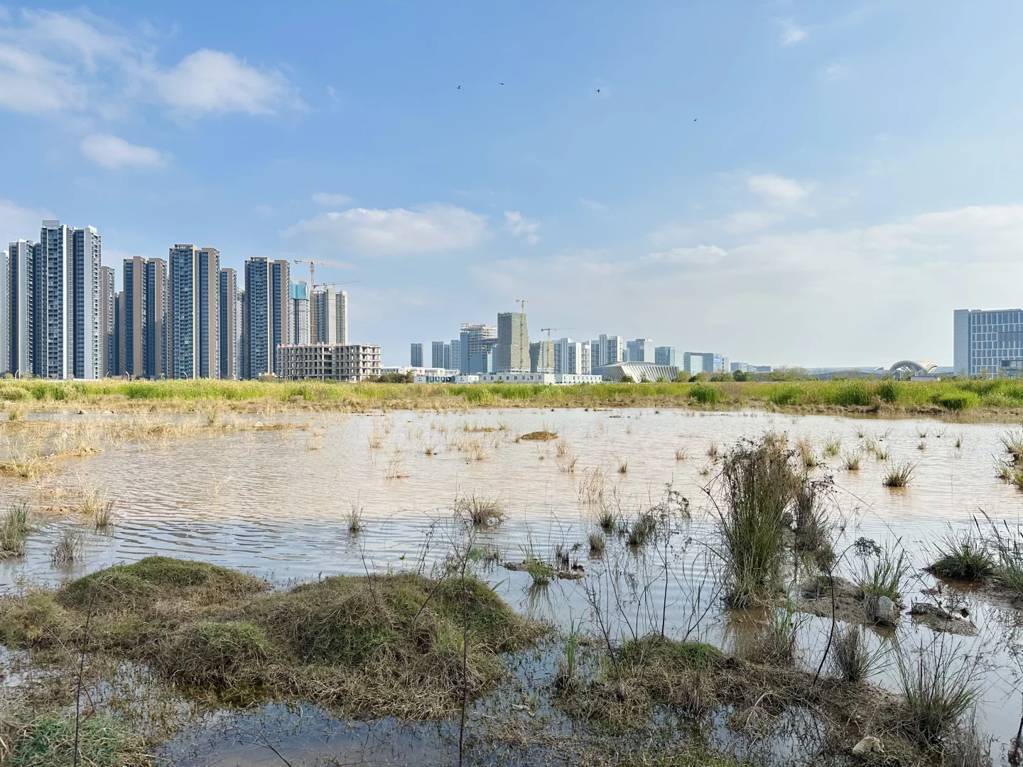 解锁新机位，会展湾这片湿地在悄悄变美?