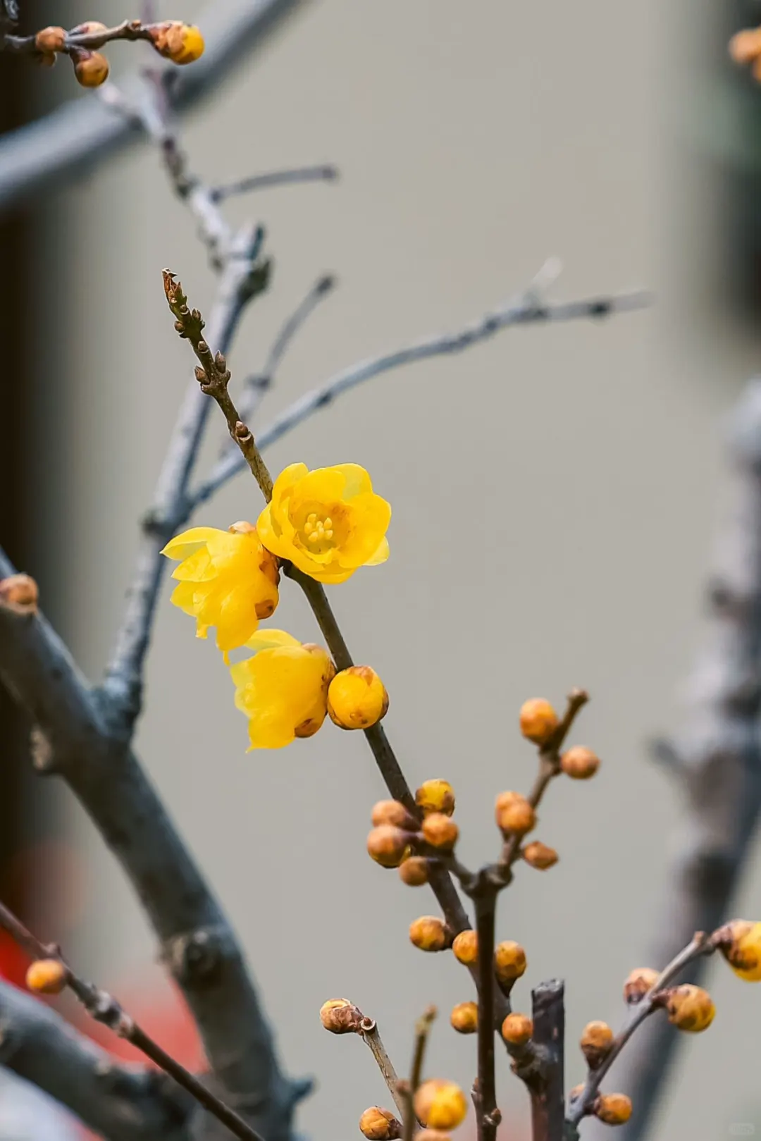 春节快带着家人一起来梅园吧