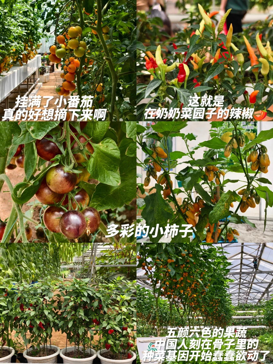 寿光蔬菜博览会