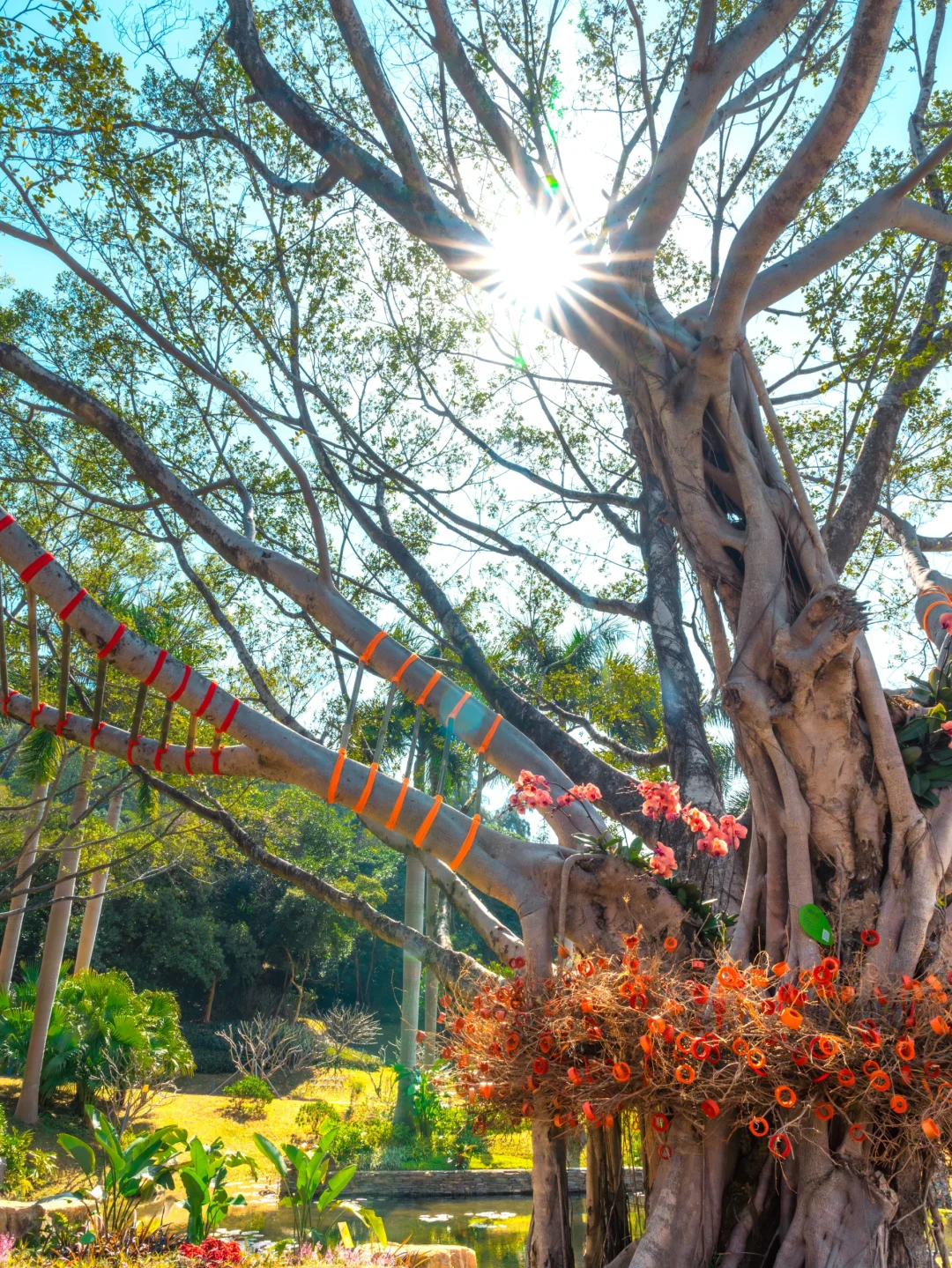 在广州‼️它又来了‼️过年来花城看花