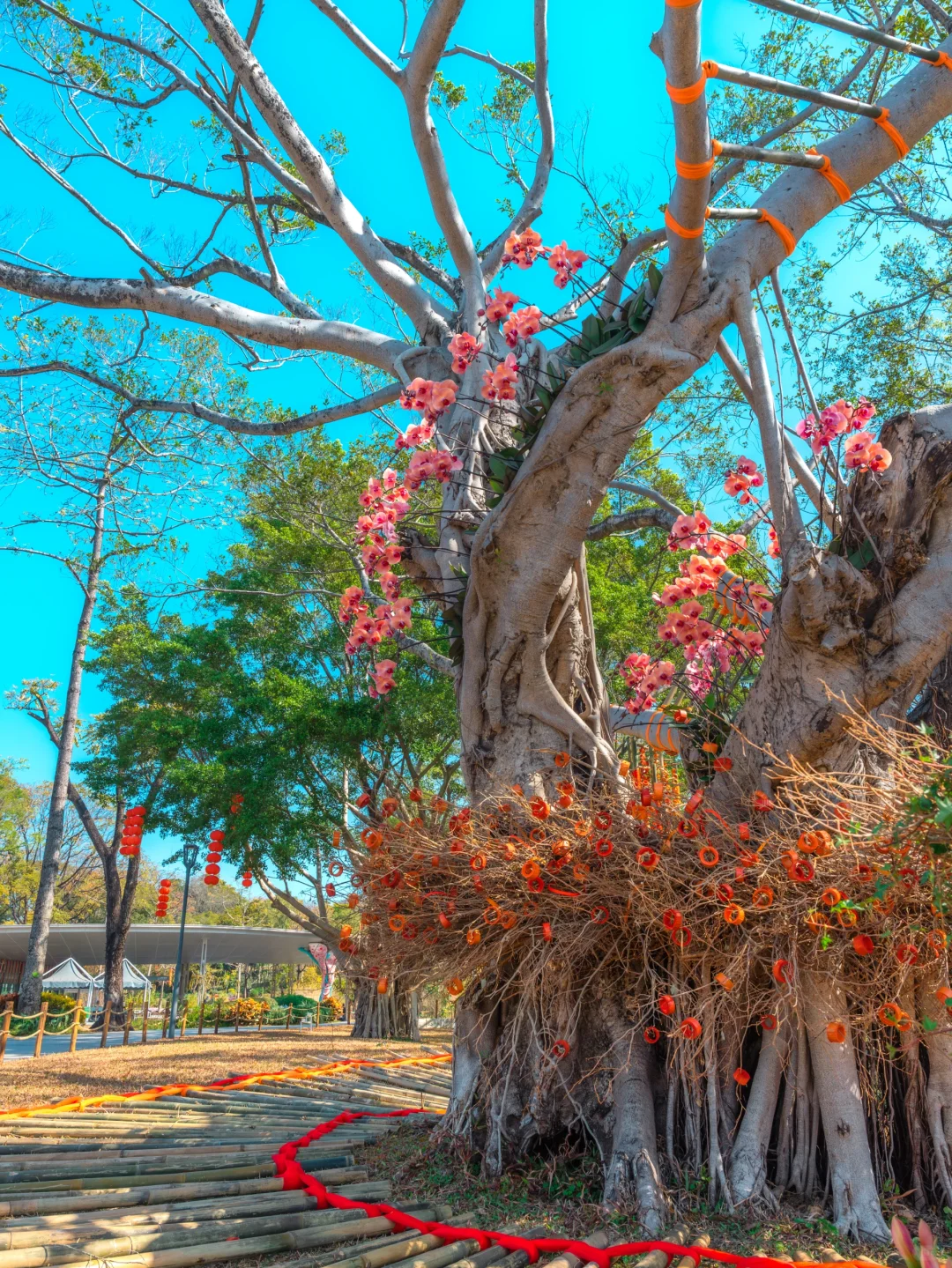 在广州‼️它又来了‼️过年来花城看花