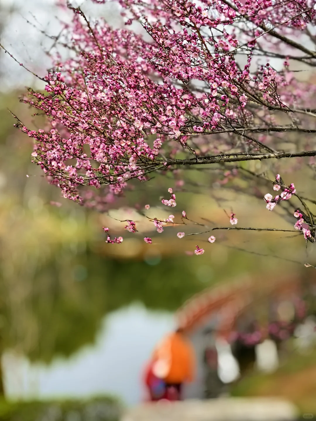 赏花.悦来会展公园的红梅开了