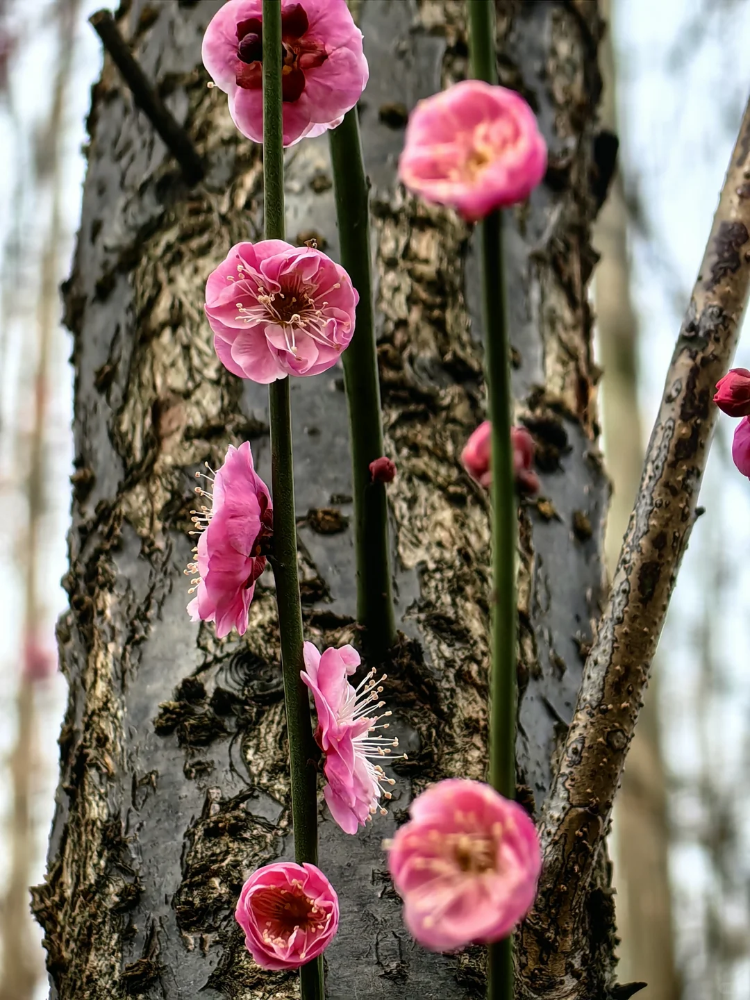 赏花.悦来会展公园的红梅开了