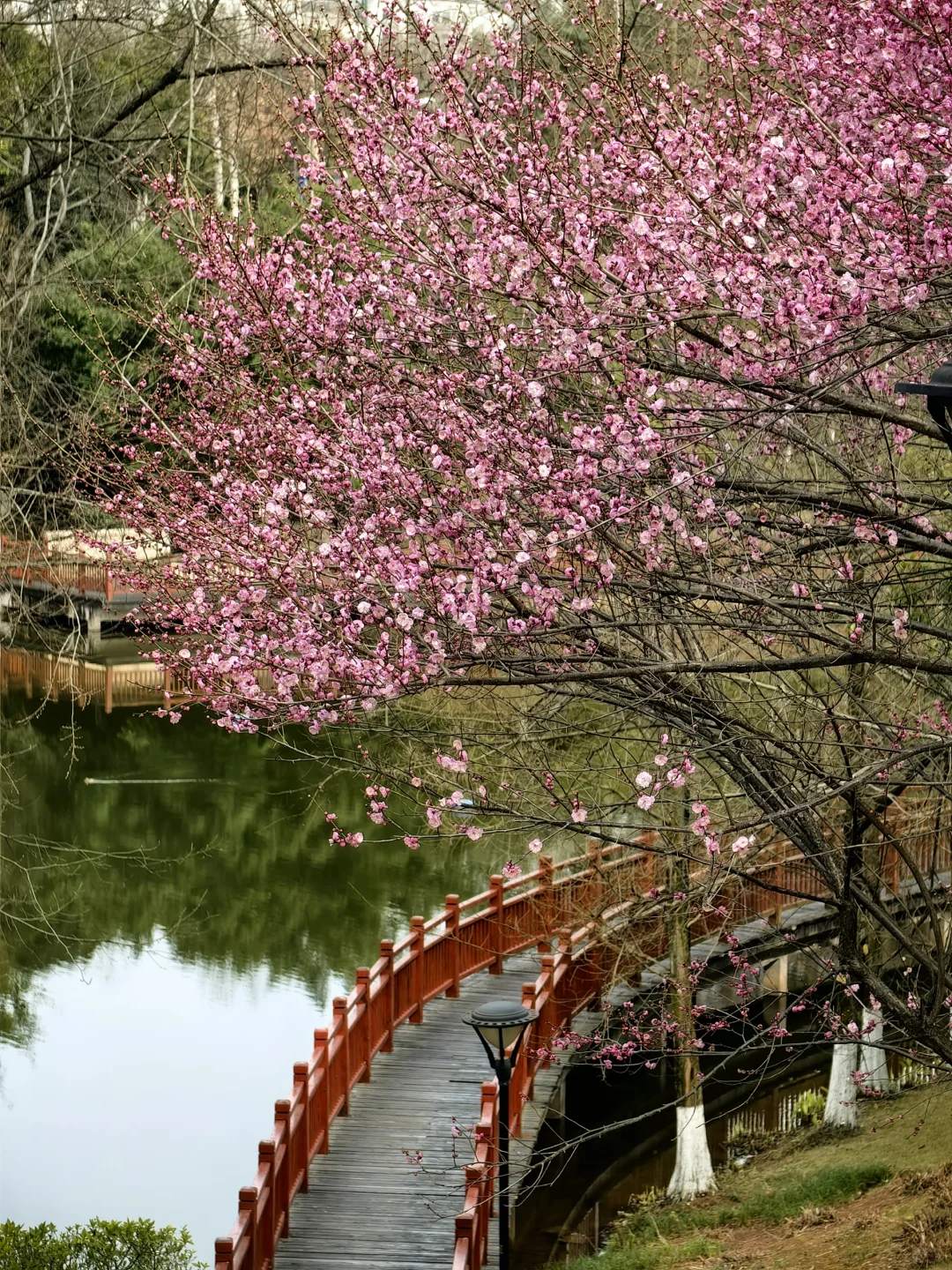 赏花.悦来会展公园的红梅开了