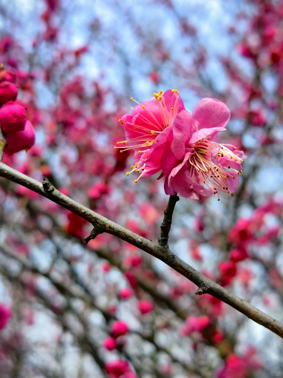 赏花.悦来会展公园的红梅开了