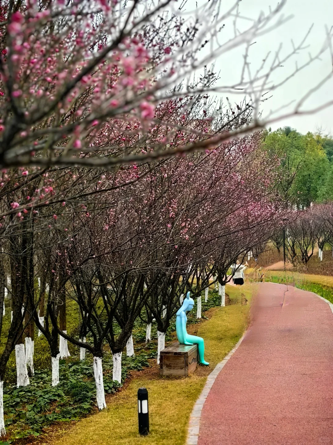 赏花.悦来会展公园的红梅开了