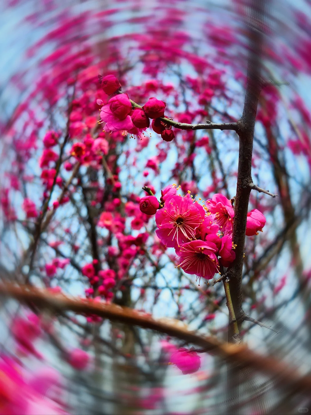 赏花.悦来会展公园的红梅开了