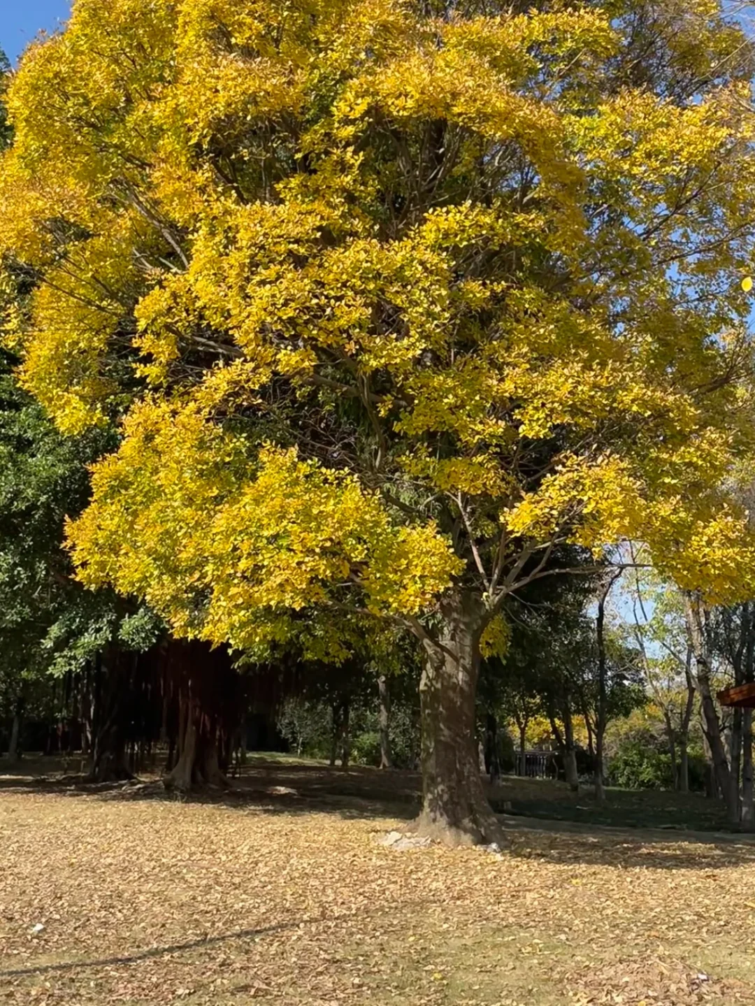 在福州！！找到了绝美秋天！！