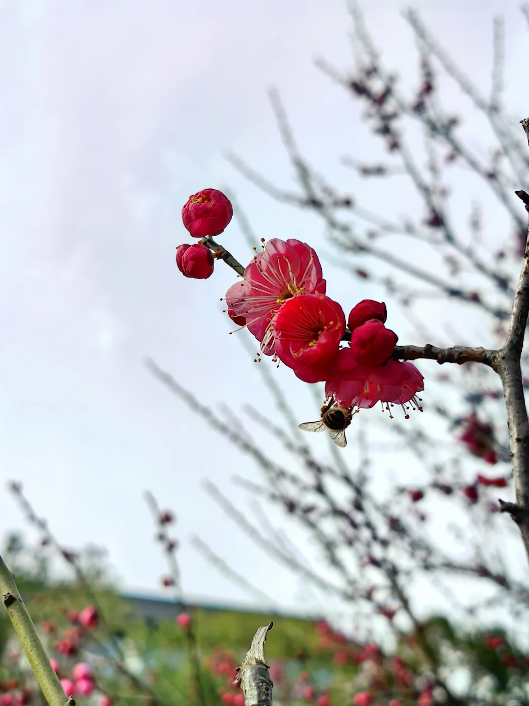 赏花.悦来会展公园的红梅开了